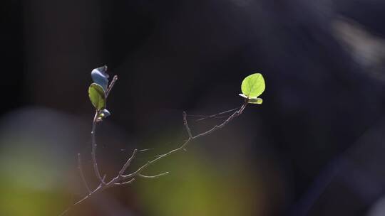 春天春意盎然空镜头4K高清