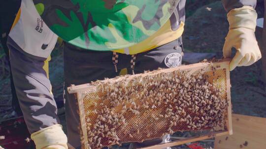 蜜蜂蜂场蜂农取蜜