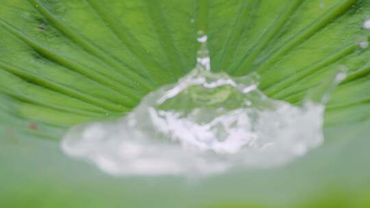 夏雨轻舞，荷叶上的水珠交响乐