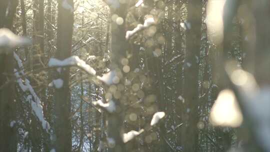 当阳光照射在树枝上时，闪光从雪树前流下