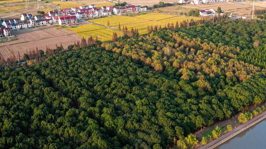 航拍上海郊区秋季田野