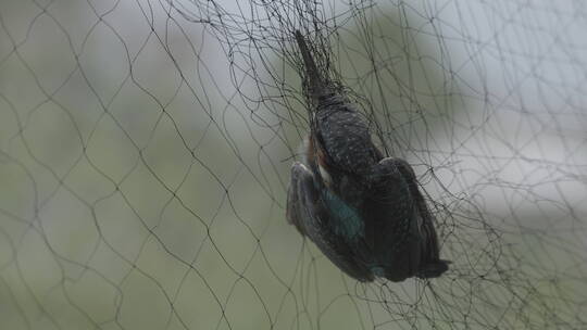 田野里的小鸟撞到鸟网被捕获慢慢挣扎