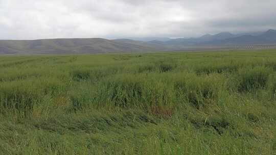 西北地区青稞种植平原实拍