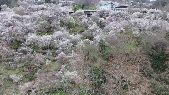 四川绵阳市平通镇梅林