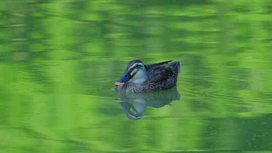 斑嘴鸭在湖面池塘打盹睡觉