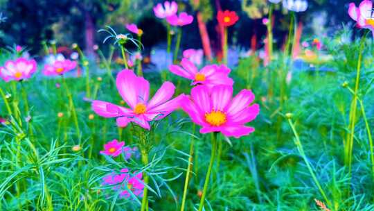 美丽的格桑花盛开/夏日的花