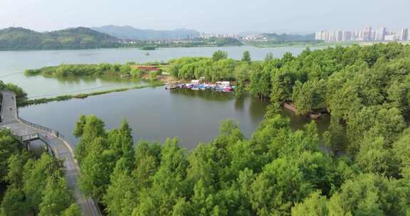 杭州临安青山湖水上森林水杉林