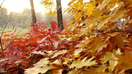 红黄相间的秋叶