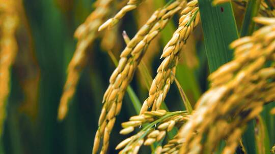 高清升格拍摄水稻稻谷素材