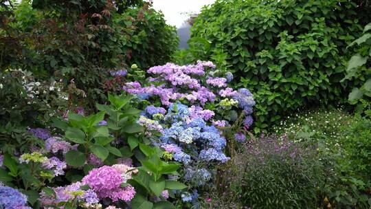 绣球花花园公园景区景点