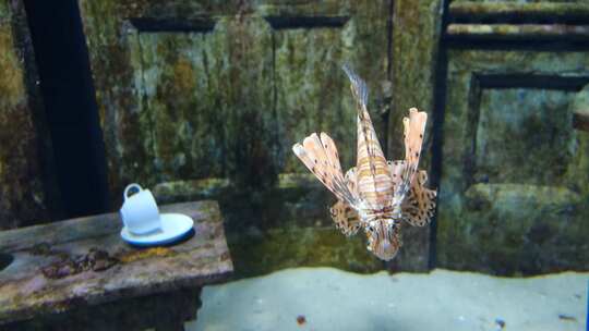 水族馆里狮子鱼的镜头