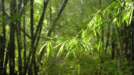 竹林竹叶禅意下雨天唯美空镜