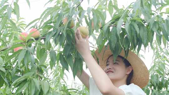 阳山水蜜桃 水蜜桃 水蜜桃产地