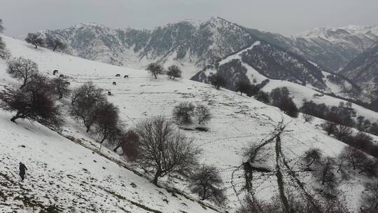 风雪吐尔根杏花沟DJI_0435