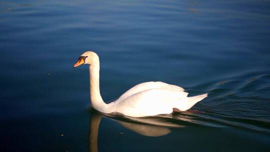 野外一只游泳的白天鹅