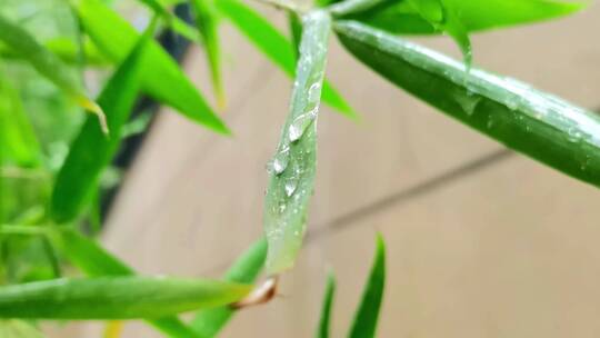 唯美雨滴竹子