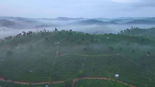 航拍云雾中的茶山