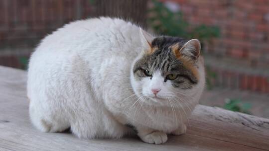 小猫端坐在地上张望休息流浪猫视频素材模板下载