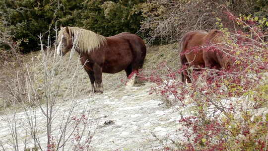 降雪期间马在山上吃东西的慢动作镜头
