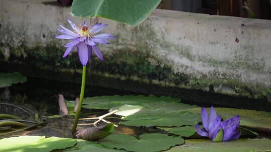 小鱼穿梭莲花池荷花池