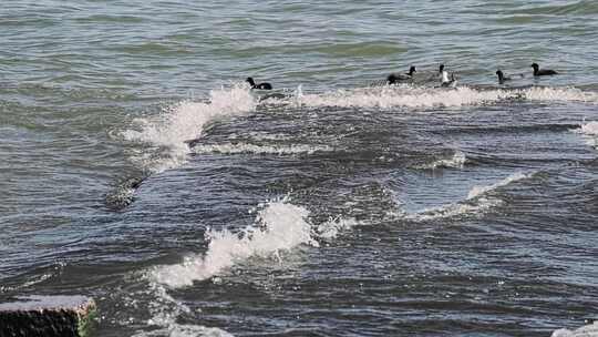 大理洱海波浪视频素材模板下载