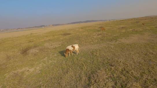 河床边草地上牛吃草航拍