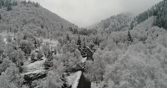 冬季雪景森林 森林 云杉 大雪覆盖