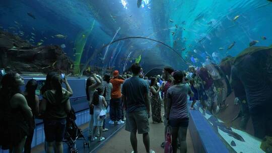 游客在水族馆的水下隧道中行走