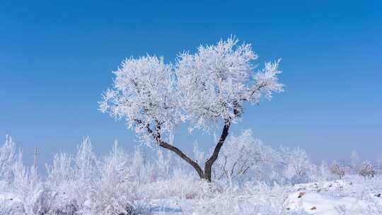 冬天雾凇冰雪融化延时