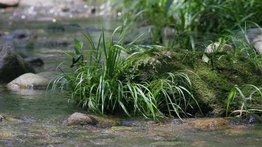 蜻蜓在山水溪涧轻盈地飞舞