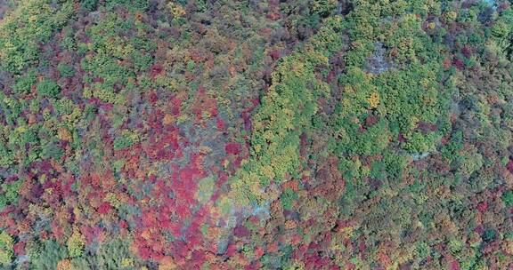 秋季山区枫红柞黄景色