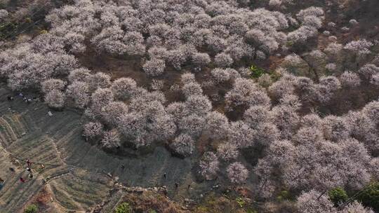 中国广东省广州市从化区广州流溪东星村梅花