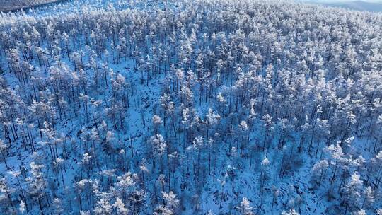 林海雪原 唯美高山雾凇