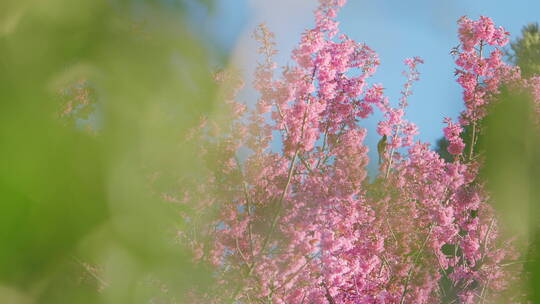 樱花树上的小鸟