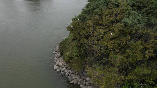 江边树林栖息的候鸟视频素材模板下载