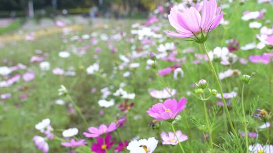 格桑花盛开实拍