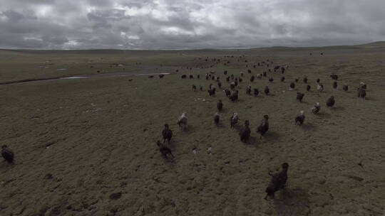 西藏野牛航拍4k