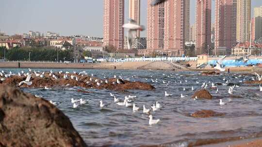 青岛栈桥的海鸥慢动作视频