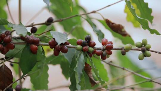 乡村振兴农业种植视频果园咖啡结果特写镜头