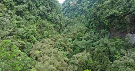 航拍四川野生原始桫椤树生长在小溪山林