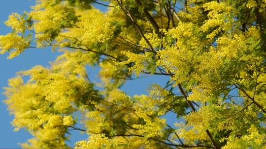 随风飘动的黄色花朵树枝视频素材模板下载