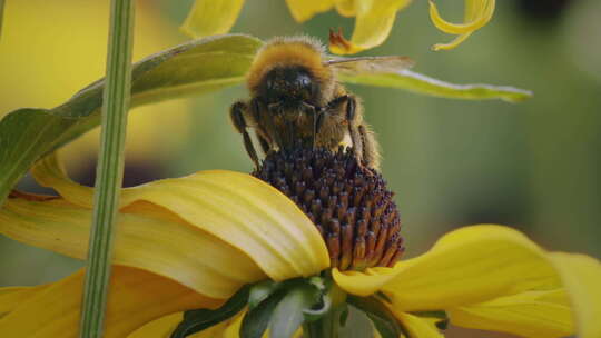 白尾大黄蜂，Bombus Lucorum