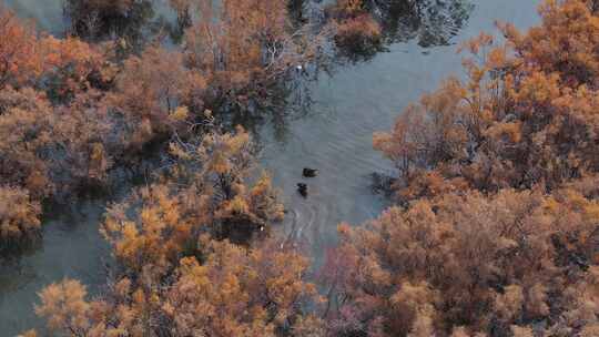 赤金峡水库胡杨林湿地