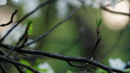 春天树枝发芽自然空镜