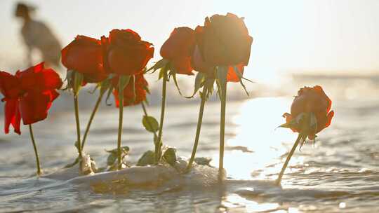 夕阳下的玫瑰花与海浪视频素材模板下载