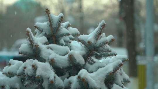 特写落满积雪的树枝雪花特写雾凇
