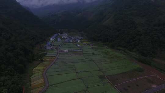 雷波马湖莼菜