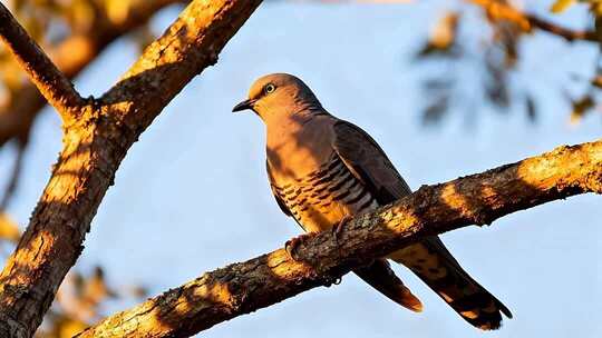 晨曦中的传统建筑与鸟