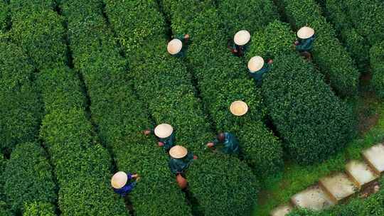 江南茶园茶山采茶工采茶茶园采茶