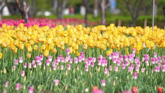 郁金香 花海 公园花卉 花朵盛开